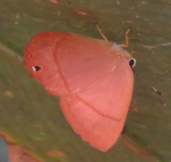 Euselasia dorina