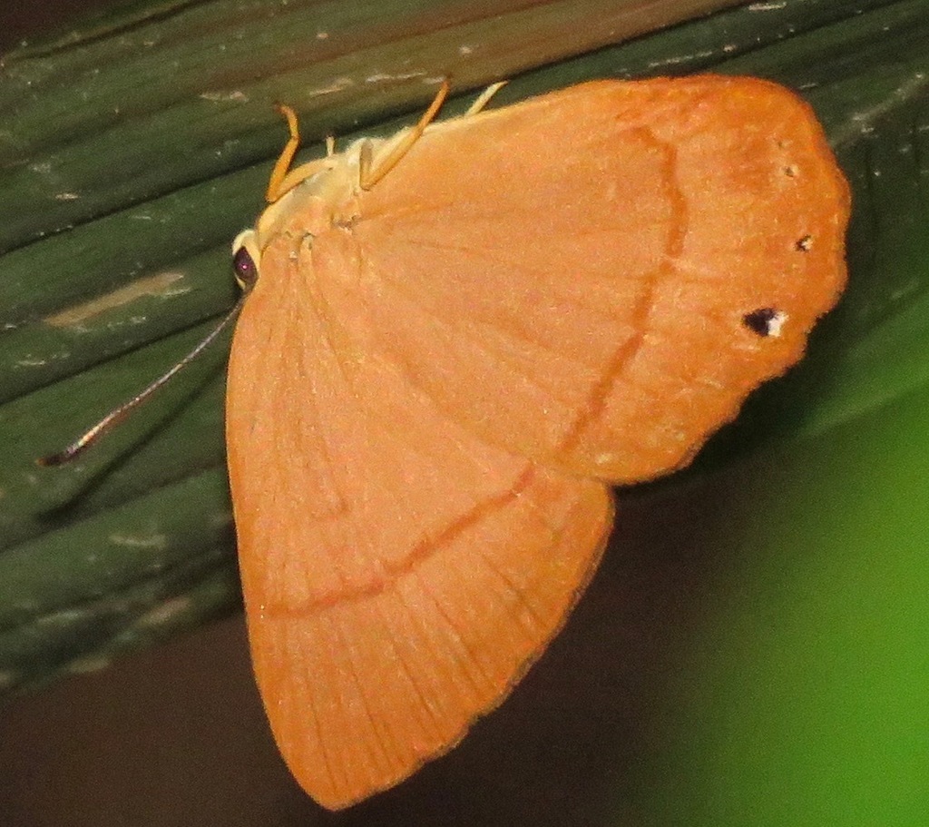 Marmessus