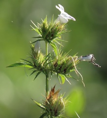 Barleria elegans orientalis