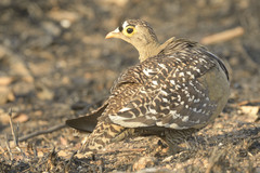 Pterocles bicinctus multicolor