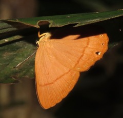 Euselasia dorina