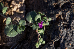 Corbichonia decumbens