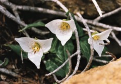 Pseudotrillium rivale
