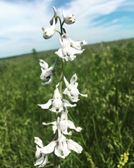 Delphinium carolinianum virescens