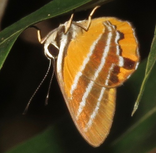 Euselasia euriteus · iNaturalist.ca