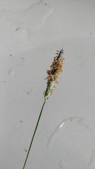 Alopecurus geniculatus