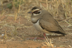 Rhinoptilus chalcopterus