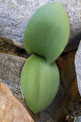Haemanthus humilis