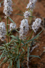 Cyphocarpa angustifolia