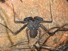 Phrynus whitei