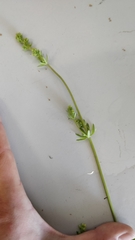Galium
