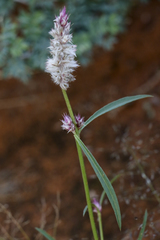 Cyphocarpa angustifolia