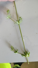Galium