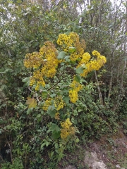 Roldana cristobalensis