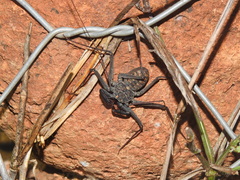 Phrynus whitei