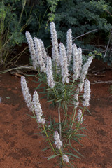 Cyphocarpa angustifolia