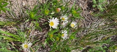 Townsendia grandiflora