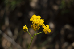 Nidorella resedifolia