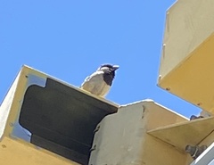 Passer domesticus