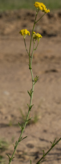 Nidorella resedifolia
