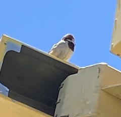 Passer domesticus