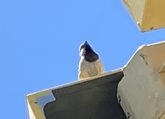 Passer domesticus