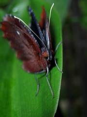 Elymnias hypermnestra