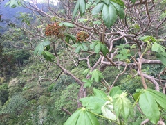 Godmania aesculifolia