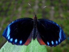 Elymnias hypermnestra