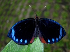 Elymnias hypermnestra