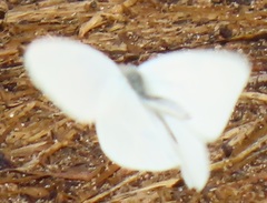 Dixeia pigea