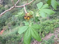 Godmania aesculifolia