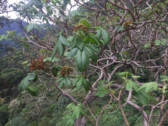 Godmania aesculifolia