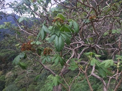 Godmania aesculifolia