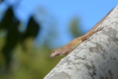 Anolis properus
