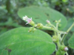 Miconia secunmexicana