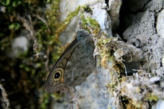 Lasiommata maera