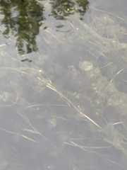 Potamogeton perfoliatus