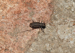 Cicindela ocellata