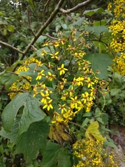 Roldana cristobalensis