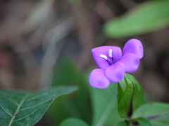 Barleria prattensis