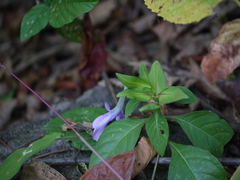 Barleria prattensis