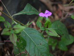Barleria prattensis