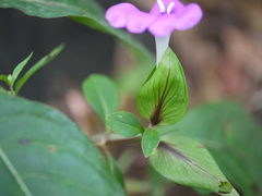 Barleria prattensis