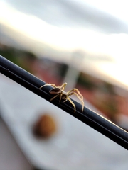 Araneae