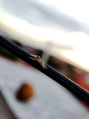 Araneae