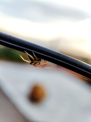 Araneae