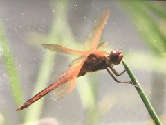 Libellula auripennis