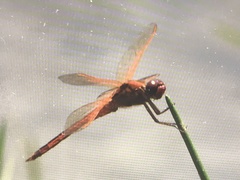 Libellula auripennis