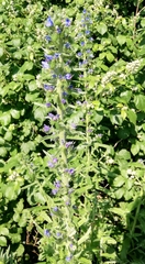 Echium vulgare